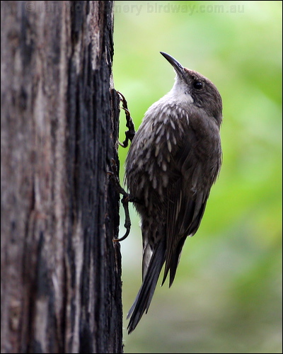 White-throated Treecreeper whthroat_treecreeper_47404.psd