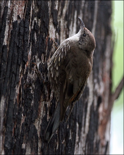 White-throated Treecreeper whthroat_treecreeper_47421.psd