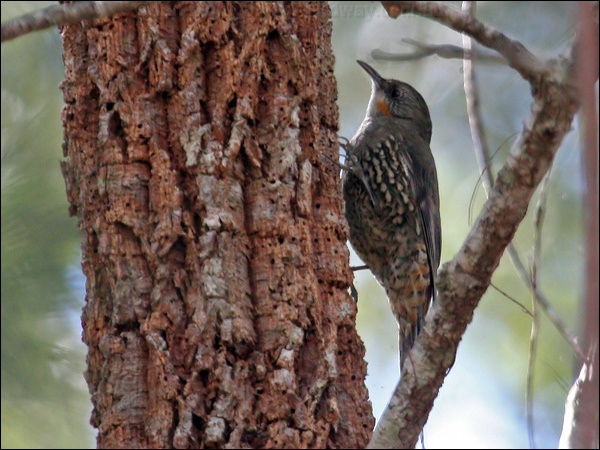 White-throated Treecreeper whthroat_treecreeper_57671.psd