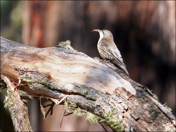 White-throated Treecreeper whthroat_treecreeper_59958.psd