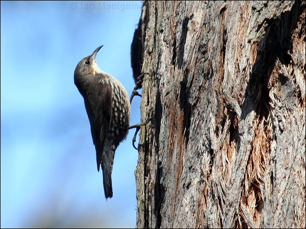 White-throated Treecreeper whthroat_treecreeper_59966.psd