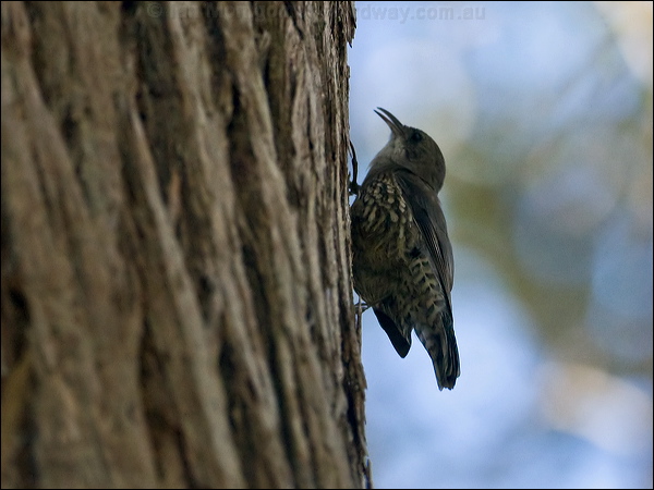 White-throated Treecreeper whthroattreecreeper_106595.psd