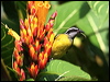 Bananaquit bananaquit_22342.psd