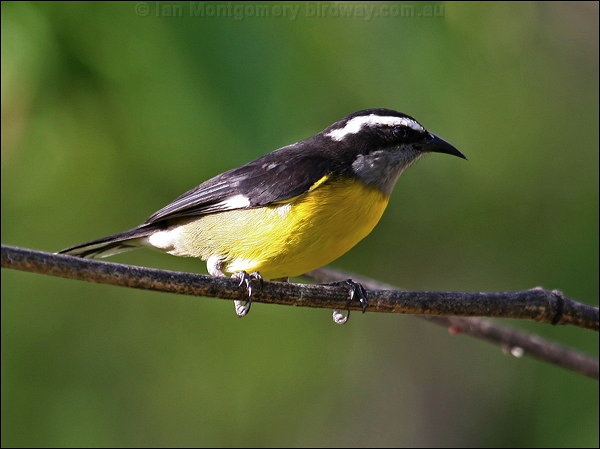 Bananaquit bananaquit_21103.psd