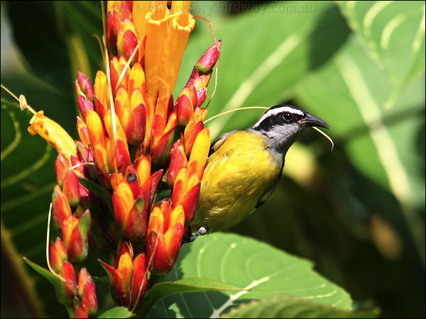 Bananaquit bananaquit_22342.psd