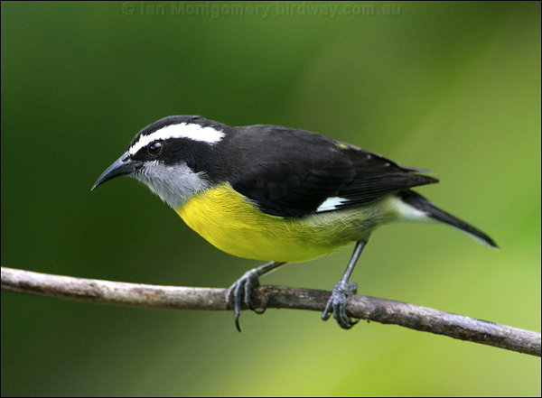 Bananaquit bananaquit_24437.psd