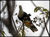 banded_fruit_dove_91988