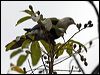 banded_fruit_dove_91998