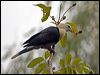 banded_fruit_dove_92023
