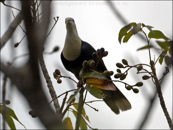 Black-banded Fruit Dove banded_fruit_dove_91988.psd