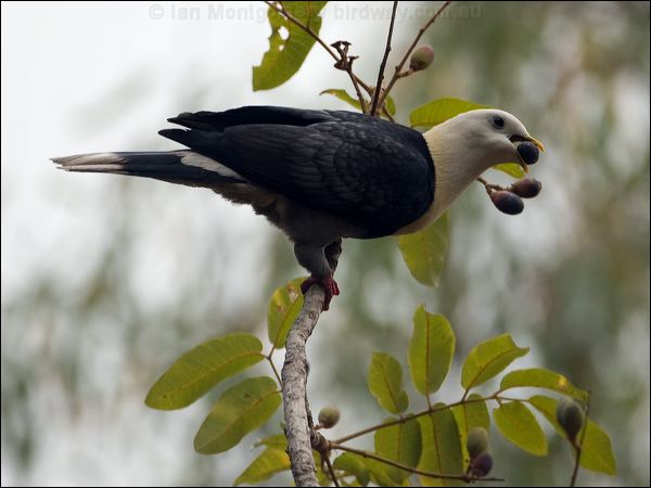 Black-banded Fruit Dove banded_fruit_dove_92018.psd