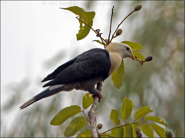 Black-banded Fruit Dove banded_fruit_dove_92023.psd