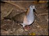 bar_shouldered_dove_167772