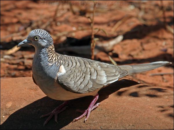 Bar-shouldered Dove bar_shouldered_dove_09569.jpg