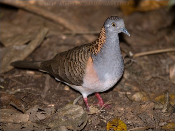 Bar-shouldered Dove bar_shouldered_dove_167772.psd