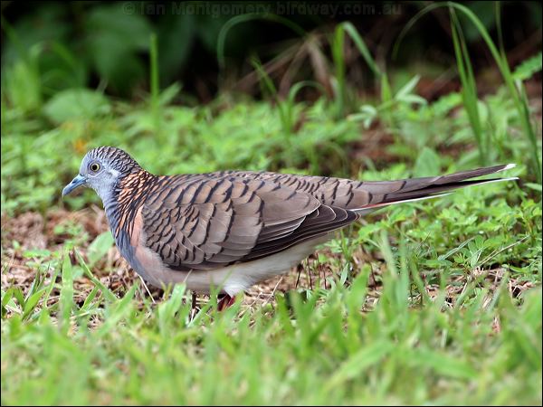 Bar-shouldered Dove bar_shouldered_dove_32378.jpg