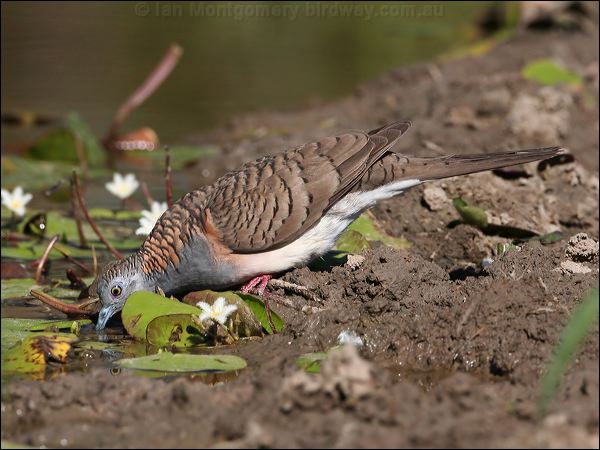 Bar-shouldered Dove bar_shouldered_dove_43039.jpg