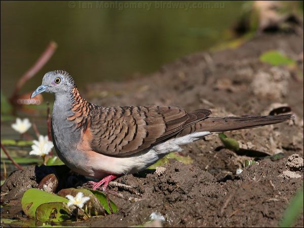 Bar-shouldered Dove bar_shouldered_dove_43040.jpg