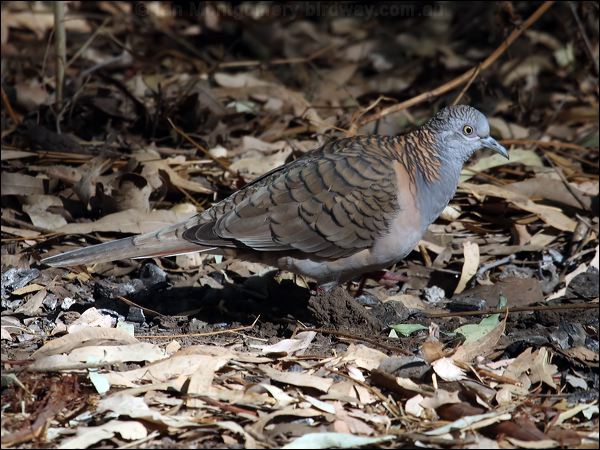 Bar-shouldered Dove bar_shouldered_dove_80745.psd