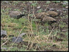 blk_wing_grnd_dove_208600