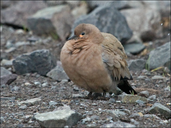 Black-winged Ground Dove blk_wing_grnd_dove_208609.psd