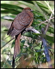 brown_cuckoo_dove_01934
