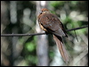 brown_cuckoo_dove_01935
