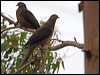 brown_cuckoo_dove_151500