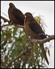 brown_cuckoo_dove_151502