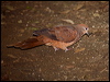 brown_cuckoo_dove_180762