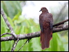 brown_cuckoo_dove_29286