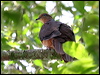 brown_cuckoo_dove_47776