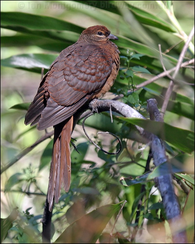 Brown Cuckoo-Dove brown_cuckoo_dove_01934.jpg