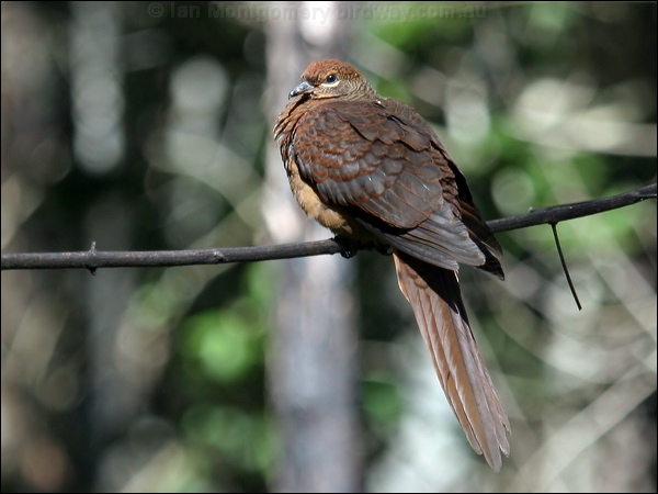 Brown Cuckoo-Dove brown_cuckoo_dove_01935.psd