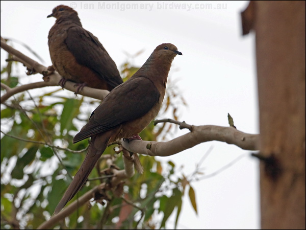 Brown Cuckoo-Dove brown_cuckoo_dove_151500.psd