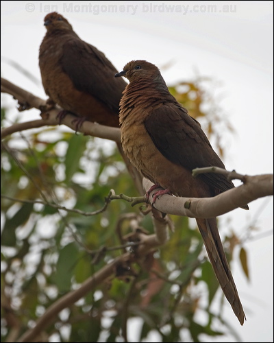 Brown Cuckoo-Dove brown_cuckoo_dove_151502.psd