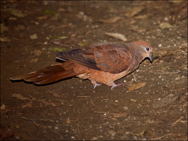 Brown Cuckoo-Dove brown_cuckoo_dove_180762.psd