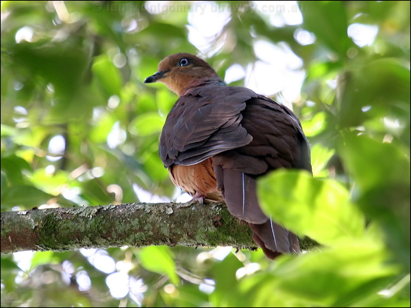 Brown Cuckoo-Dove brown_cuckoo_dove_47776.jpg