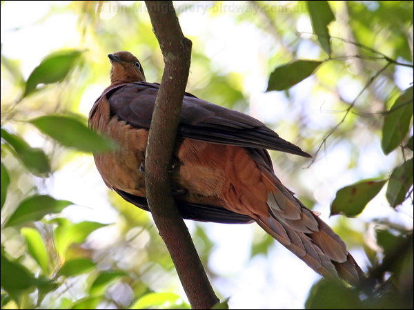 Brown Cuckoo-Dove brown_cuckoo_dove_47793.jpg
