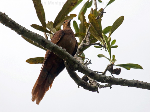 Brown Cuckoo-Dove brown_cuckoo_dove_85023.psd