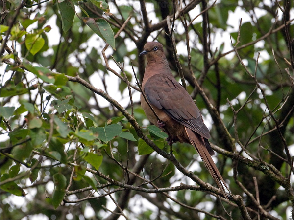 Brown Cuckoo-Dove brown_cuckoo_dove_99122.psd
