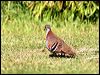 brush_bronzewing_38389