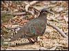 Click here to enter gallery and see photos of Brush Bronzewing
