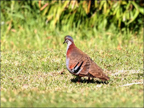 Brush Bronzewing Brush_bronzewing_38389.jpg