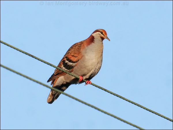 Brush Bronzewing Brush_bronzewing_38445.jpg