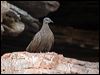 chestnutqlrockpigeon_91933