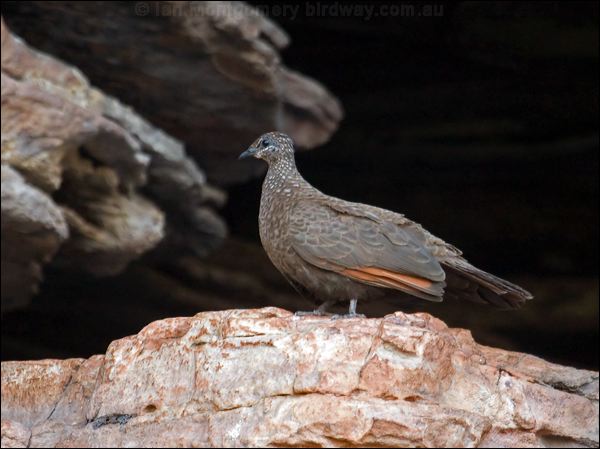 Chestnut-quilled Rock Pigeon chestnutqlrockpigeon_91934.psd