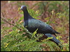Click here to enter gallery and see photos of Christmas Island Imperial Pigeon