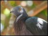 xmas_is_imp_pigeon_39112