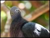 xmas_is_imp_pigeon_39113
